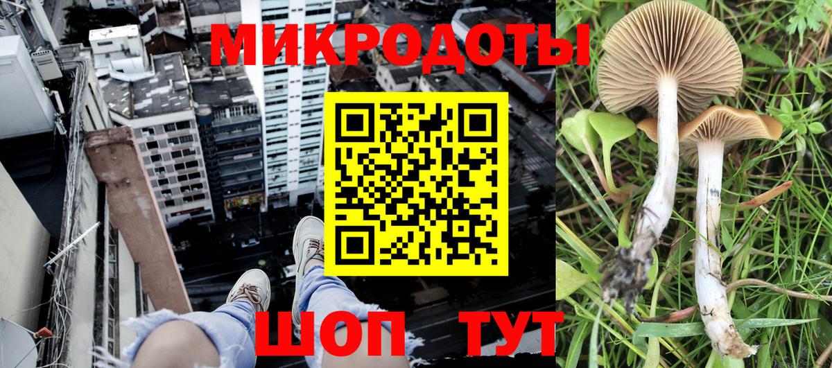 Галлюциногенные грибы Psilocybine cubensis Майкоп